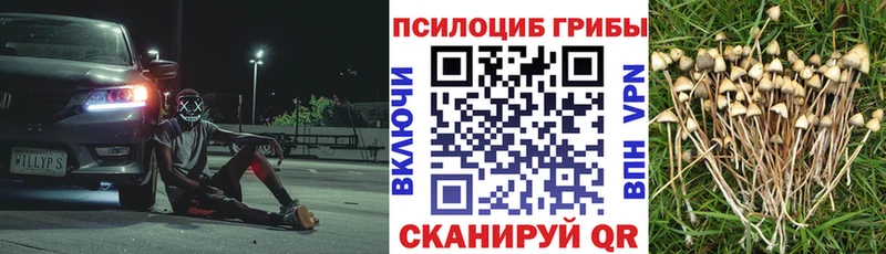Псилоцибиновые грибы Psilocybe  Яровое 